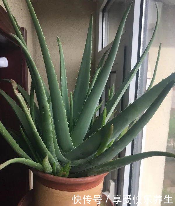 8种镇宅花,窗户边养一棵,霸气又镇宅!