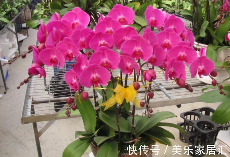 公认难养的3种花,老花匠都后悔了,买一盆死一盆,新手慎养