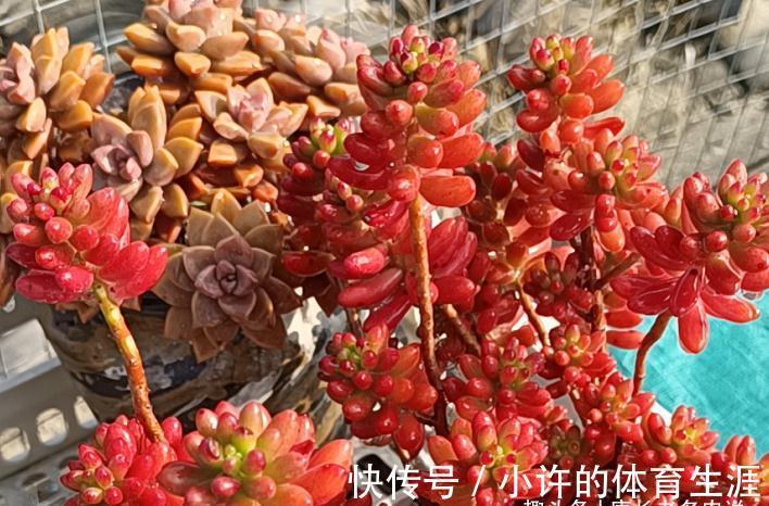 养多肉虹之玉和乙女心,做到4点并注意2点,冬天上色既水灵又好看