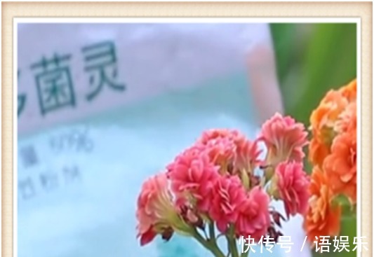 长寿花这样修剪后,再追施2种肥,促花多,花开爆盆