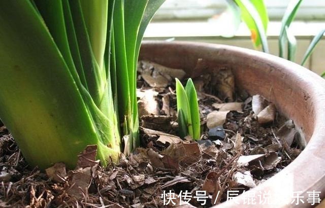 6种“垃圾”不要扔,拿来养花效果棒,省下一笔钱,废物又利用