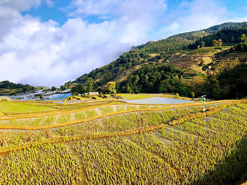 名气|游箐口梯田和哈尼族民俗村，品哈尼族美食，发现村民建房竟然可以不花钱