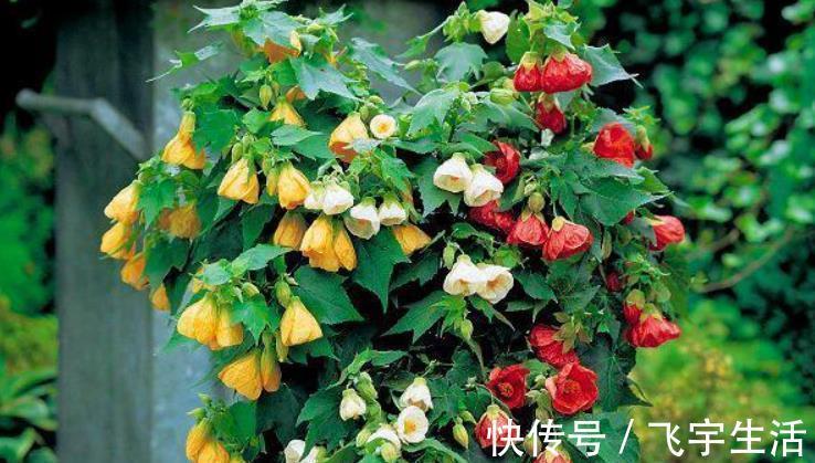 室内养花必备4种“水”，才能不黄叶、不烂根，啥花都敢养！