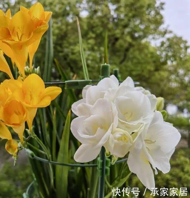 栽种|立秋之后，3种球根花卉可以种了，很好养各种花色无比美貌