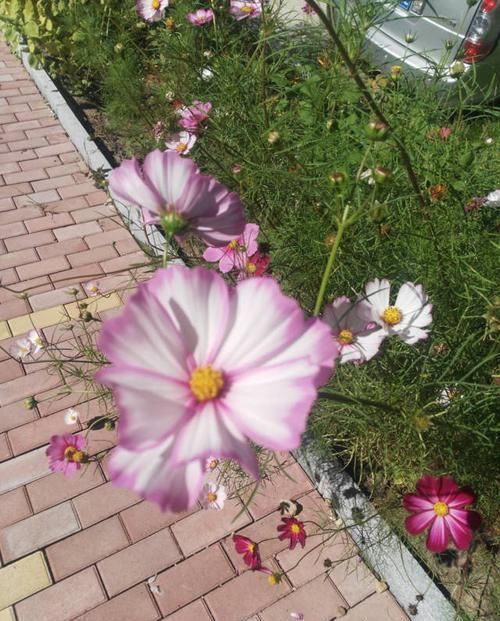 绿化带看见开败的花，随手捡了一整兜小种子，回家种出一片花海