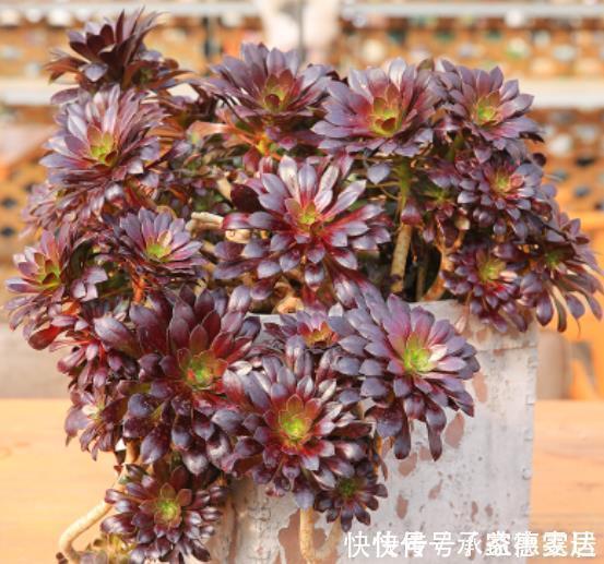 有些多肉状态非常美，但是它很“臭”，室内不要多养，多了很糟心
