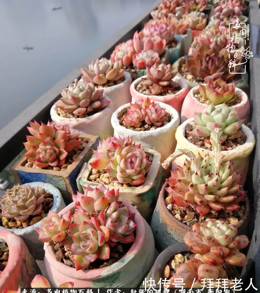 养多肉，我们到底养的是什么？