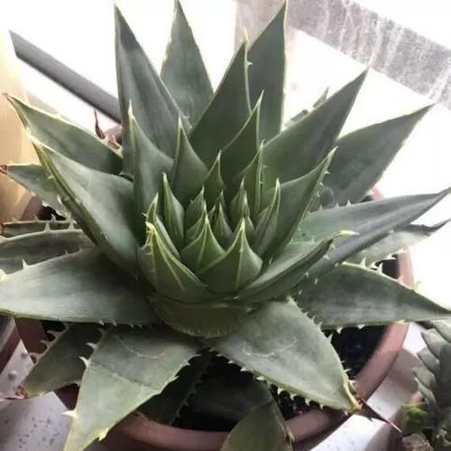 卧室、客厅必养的5种花,甲醛少、空气好,家人身体倍儿健康