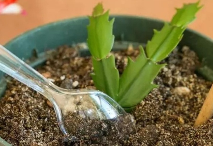 花钱买蟹爪兰傻，有点经验的人靠叶插，一下子育出多盆