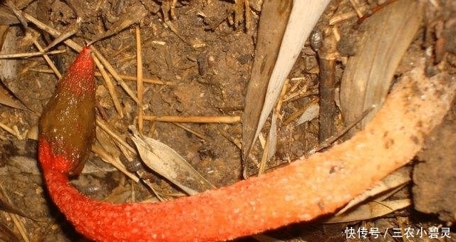 遇见|遇见“它”,请您高抬贵脚,别踩下去,当今好珍贵