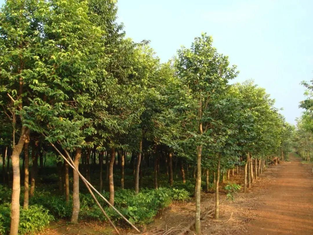 中国药用植物 - 沉香|林草科普| 为沉香