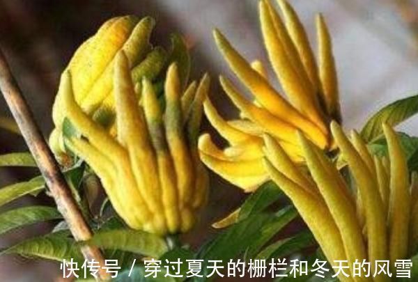 这4种花，养在家旺财又“镇宅”，比绿萝、发财树还要强100倍