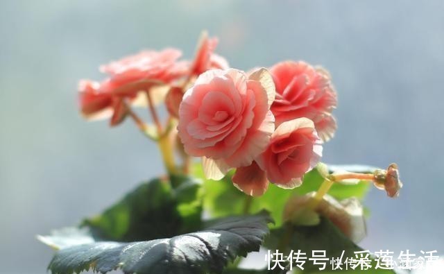 颗粒肥|养花不用颗粒肥,靠“它”也能让花草续命,效果还好