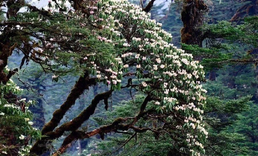 来林芝赏绝美的高山杜鹃花~赶紧带上相机去拍大片吧！