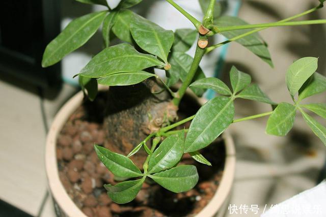 养花换盆换一盆死一棵教你一招,换盆依然长势旺盛猛开花!