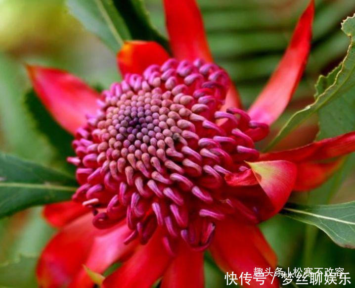 几种花养家里，堪称是“开花机器”，养在阳台极美