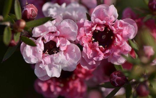 松红梅松红梅|6月27日开始,养花试试这几款,便宜又好养,新手也能养爆盆