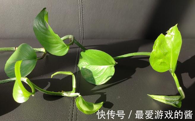 这7种绿植是空气净化小能手，很适合养在室内，美观又增氧