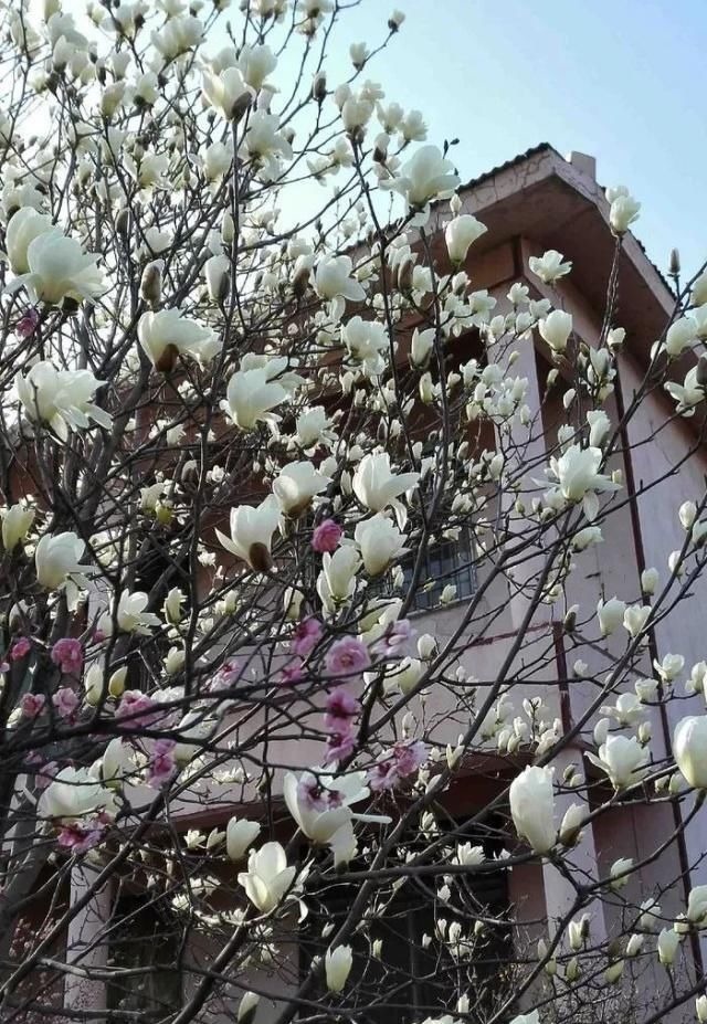 院子里别乱种树,海棠“富贵满堂”,桂花“出贵子”,旺运添福