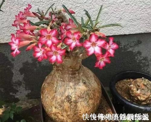 长寿花|养这三种花，盆越小，开的花越多，放大盆还容易死