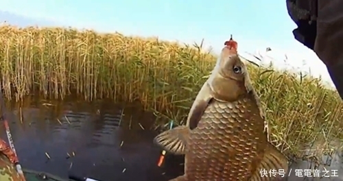 野钓大板鲫,每一条都大,鱼获让人眼红,四五个小时就得几十条鱼