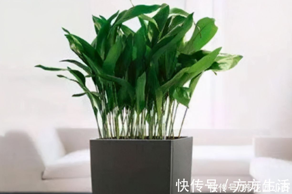 叶子|一种独特的“喜荫花”,它非常好养,单独一棵只长一片叶子