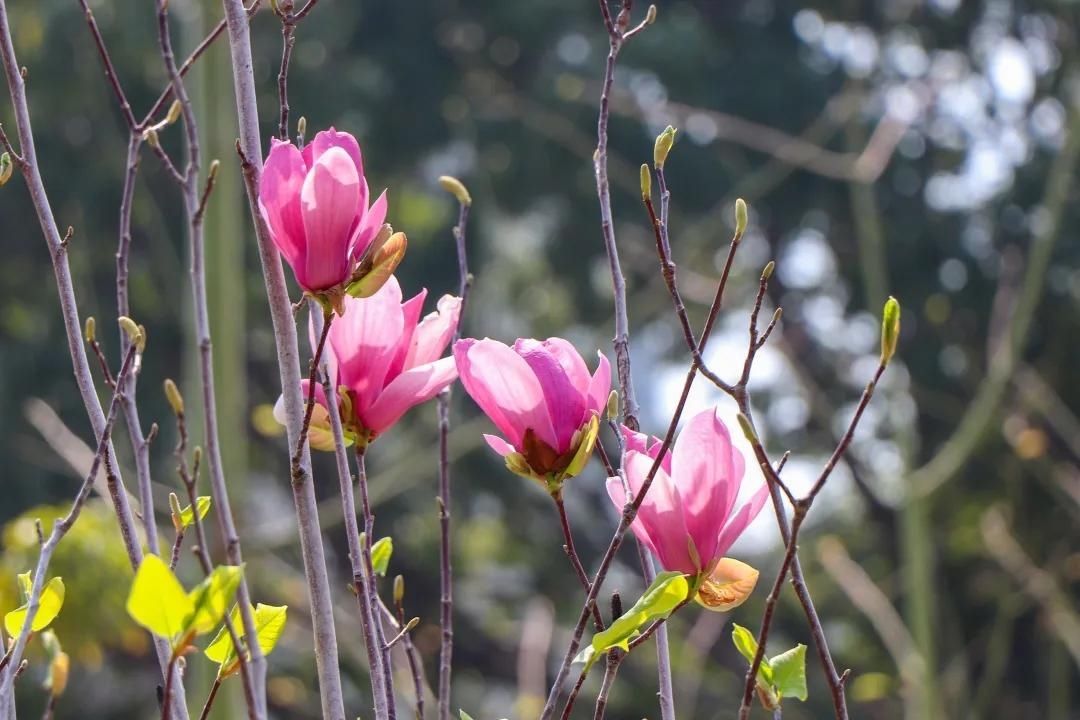 这道独特的风景，欢迎您来观赏！|紫玉兰花开美鮀城 | 中年