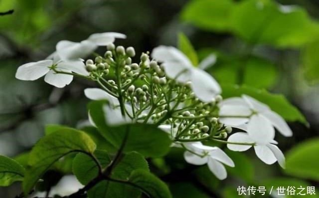 催人泪下|晏几道最深情的一首词,感人至深、催人泪下