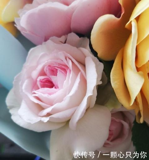 有香味的月季才有灵魂,优秀的浓香月季品种推荐