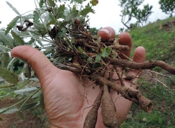 鸡腿|农村长在土里的“鸡腿”,曾经挖来当零食吃,殊不知价值珍贵