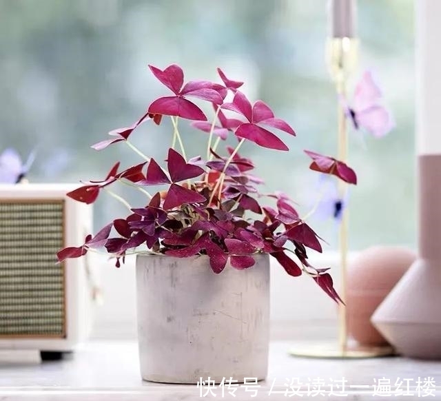 冬天|冬天养紫叶酢浆草,做好这5点,花繁叶茂长势旺、盆盆都能美爆盆