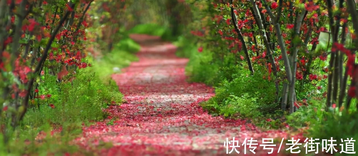 咏梅！遥知不是雪 为有暗香来 王安石的《咏梅》原来也抄自古人