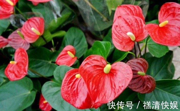 花店老板酒后吐真言,卖花套路多,越早知道越少花冤枉钱