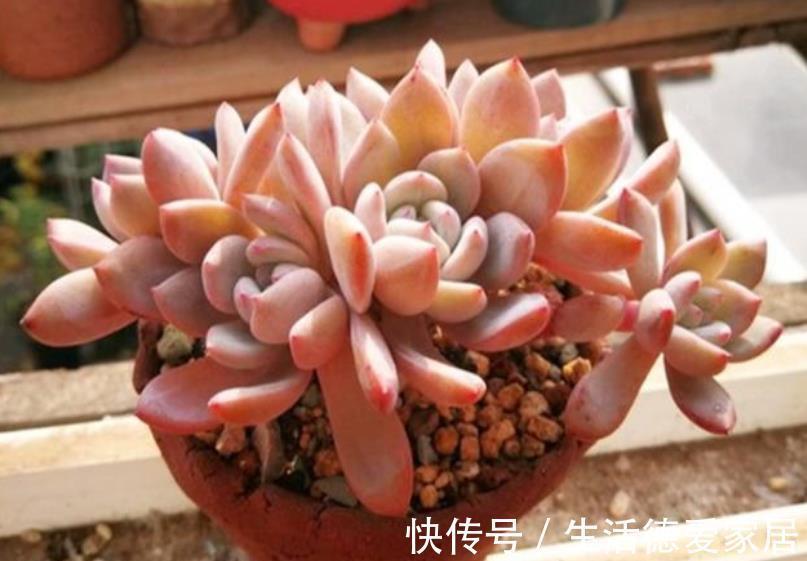 长势|养肉先养根,简单4个步骤,多肉服盆快长势旺,越养越肥厚
