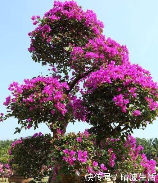 观赏价值|这“3”种花，放在家中最“保值”，养上数10年，几万都不卖