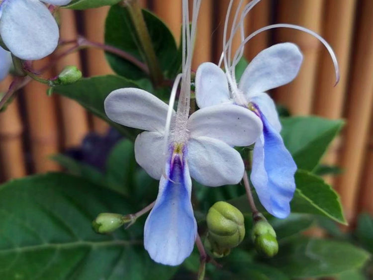 天竺葵|从6月29日起,家养此款花卉,仙气十足颜值高,颜色艳丽开满花盆