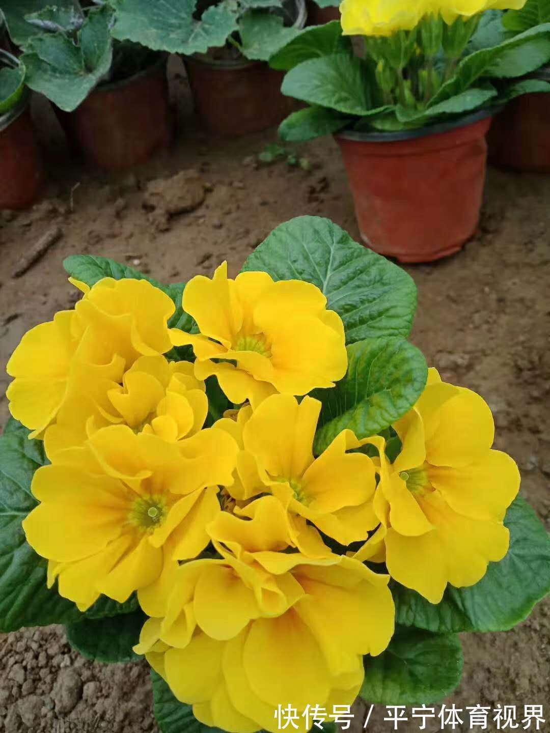 春节|这几种花冬天开爆盆,但一般人家养得不多,现在养正开花,很漂亮