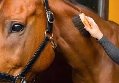 “马兰花马兰花，风吹雨打都不怕”，童谣马兰花究竟是什么花？