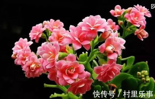 新手养长寿花,喝点“它”蹭蹭长,不烂根不黄叶,花开娇艳爆满盆