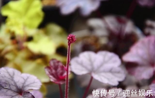 绿萝|她家从不养绿萝，就养4种“颜值花”，叶子比花还好看