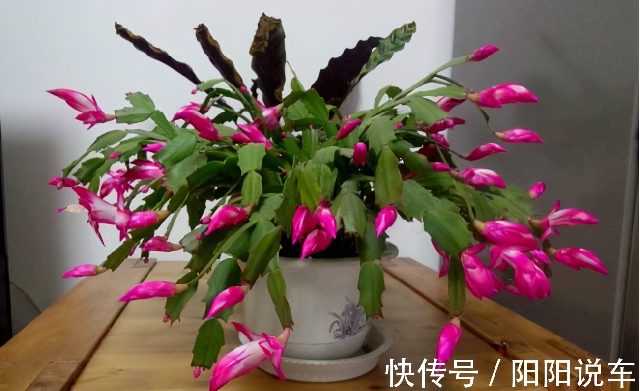 磷酸二氢钾|掌握住一个催花技巧，蟹爪兰不爱开花？再也不用愁了