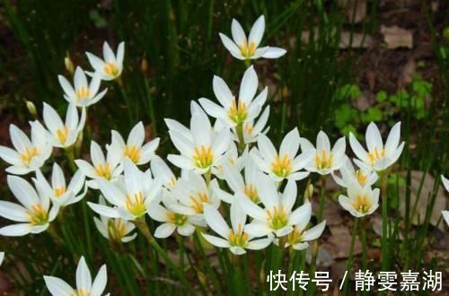 别听此几种花名土气，开花以后大开眼见，花量大到溢出盆外