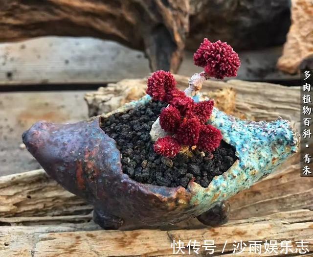 秋姑娘|秋天来了，你的多肉们做好季节交替的准备了吗