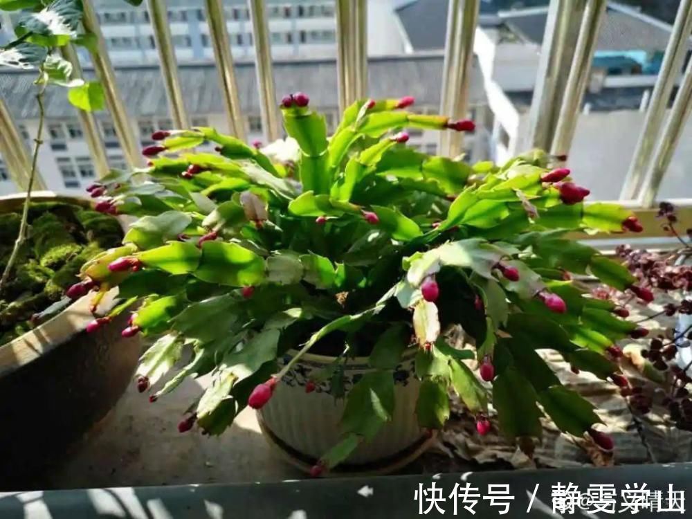 叶子|养护蟹爪兰,要注意8个要点,才能开出仙气飘飘花