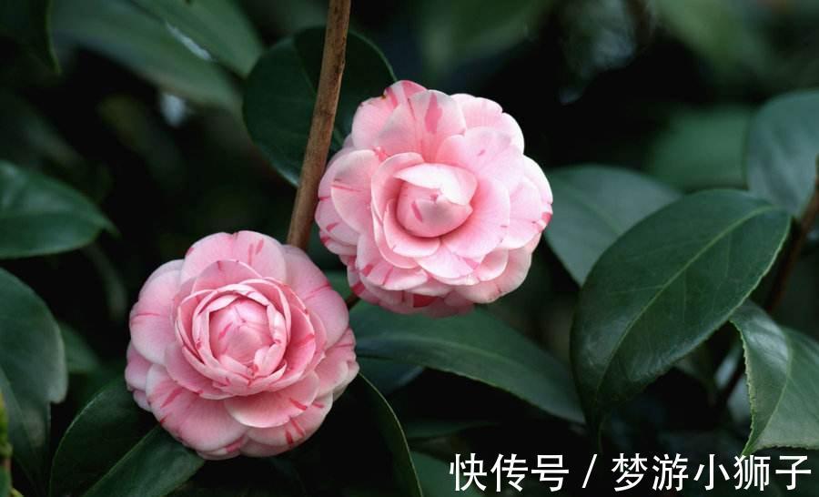 想要整个冬天都能在家赏茶花,除了养盆茶花,还要来一盆它的近亲