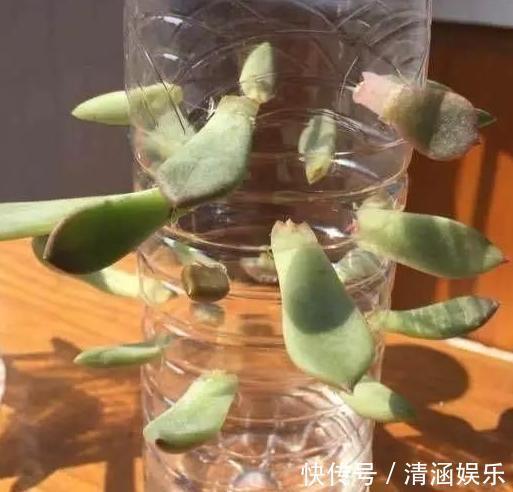塑料瓶养花可当扦插神器、浇水壶、简易花盆，用途甚广！
