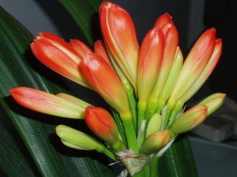 叶片|君子兰,即将“休眠期”,注意3个养护技巧,才能绿油油花苞多!