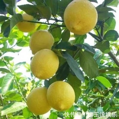 绿萝吊兰别养了,此种盆栽养1棵,家里细菌少一半,能开花结果