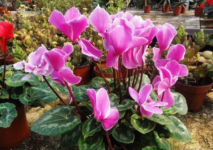 漂亮|4种漂亮花“忒难养”,养花功底薄,年年养不活,买了就后悔