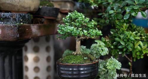 档次|养花不如养盆景，3个套路，把花养成“裸根盆景”，提升档次